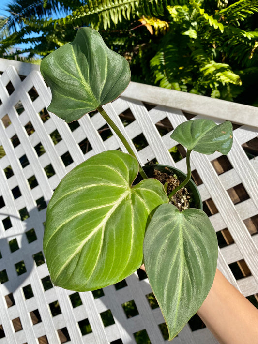 6 Tips for Keeping Your Philodendron Alive & Thriving