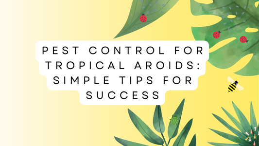 Pest Control for Tropical Aroid Plants: Simple Tips for Success